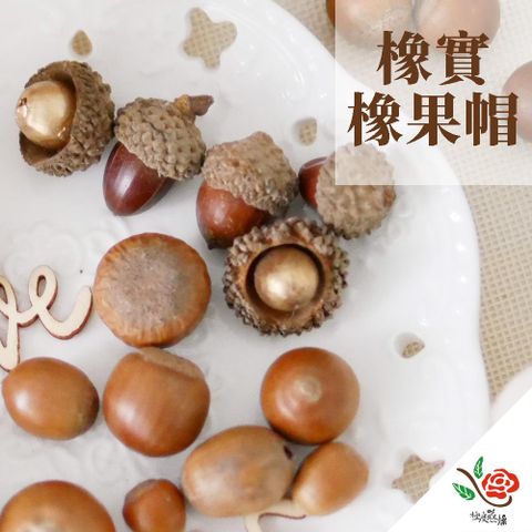 極度花燥 永生花乾燥花材專賣店 橡實 橡果帽 一份15個 分裝 果實
