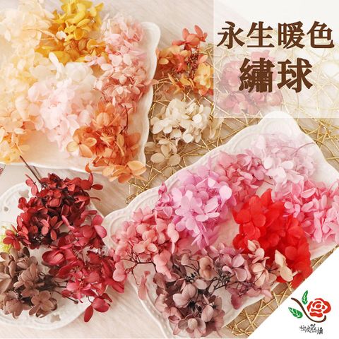 極度花燥 永生花乾燥花材專賣店 繡球 暖色 約5g 分裝 花材
