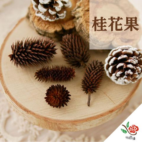 極度花燥 永生花乾燥花材專賣店 桂花果 一份25顆 分裝 果實