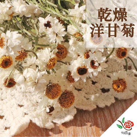 【極度花燥】洋甘菊