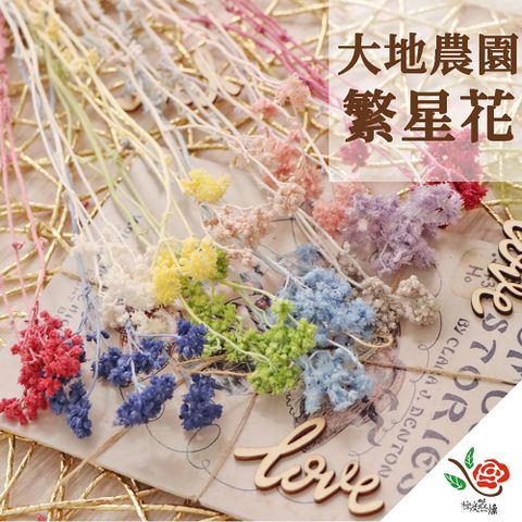 【極度花燥】大地農園 繁星花