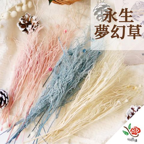 【極度花燥】夢幻草