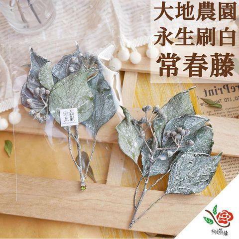 【極度花燥】大地農園 永生常春藤 刷白