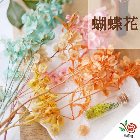 【極度花燥】蝴蝶花