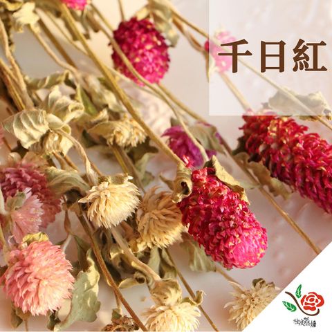 【極度花燥】千日紅