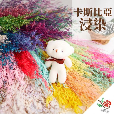 極度花燥 永生花乾燥花材專賣店 卡斯比亞 浸染 3份(1份約5g) 分裝 花材