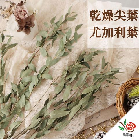極度花燥 永生花乾燥花材專賣店 台灣生產 乾燥圓葉尤加利 3份(1份約9G) 分裝 葉材