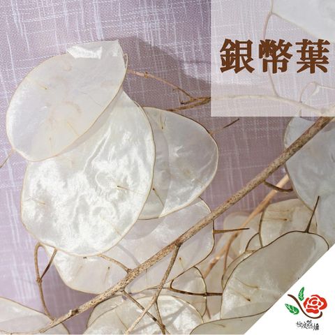 極度花燥 永生花乾燥花材專賣店 義大利進口 銀幣葉 1份15片 分裝 葉材