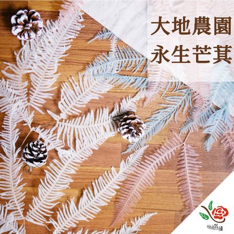 【極度花燥】大地農園 永生芒萁