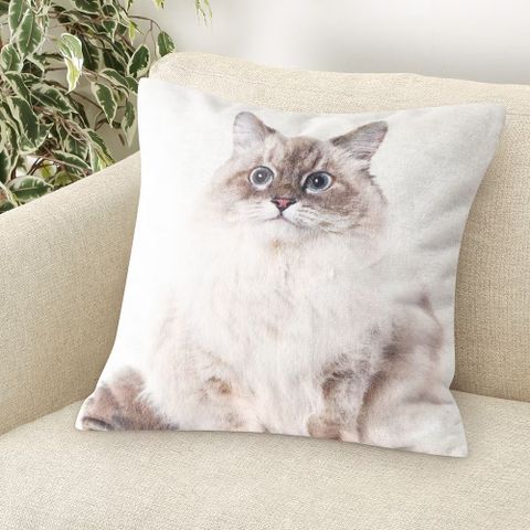 【NITORI 宜得利家居】抱枕套 FP2501 貓