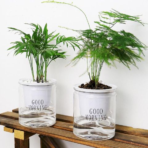 Caiyi 懶人花盆自動吸水盆 3入 花盆 盆栽 園藝 種花