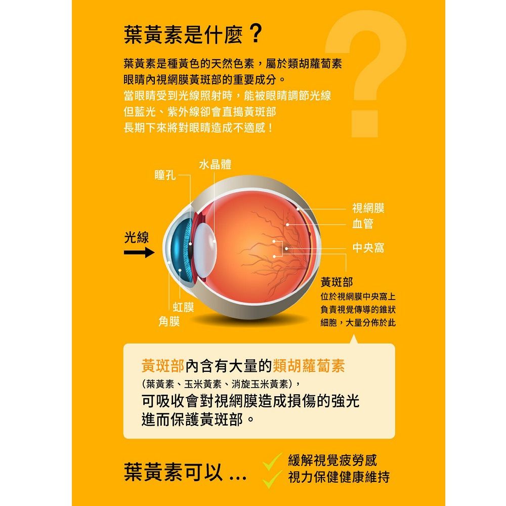 葉黃素是什麼?葉黃素是種黃色的天然色素,屬於類胡蘿蔔素眼睛內視網膜黃斑部的重要成分。當眼睛受到光線照射時,能被眼睛調節光線但藍光、紫外線卻會直搗黃斑部長期下來將對眼睛造成不適感!光線瞳孔虹膜角膜水晶體視網膜血管黃斑部中央位於視網膜中央窩上負責視覺傳導的錐狀細胞,大量分佈於此黃斑部含有大量的類胡蘿蔔素(葉黃素、玉米黃素、消旋玉米黃素),可吸收會對視網膜造成損傷的強光進而保護黃斑部。緩解視覺疲勞感葉黃素可以視力保健健康維持