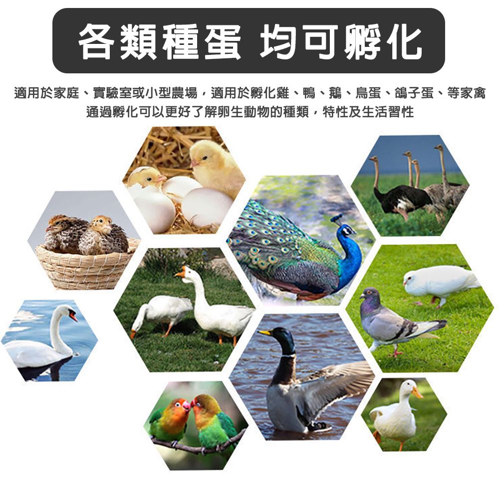 各類種蛋 均可孵化適用於家庭、實驗室或小型農場,適用於孵化雞、鴨、鵝、鳥蛋、鴿子蛋、等家禽通過孵化可以更好了解卵生動物的種類,特性及生活習性