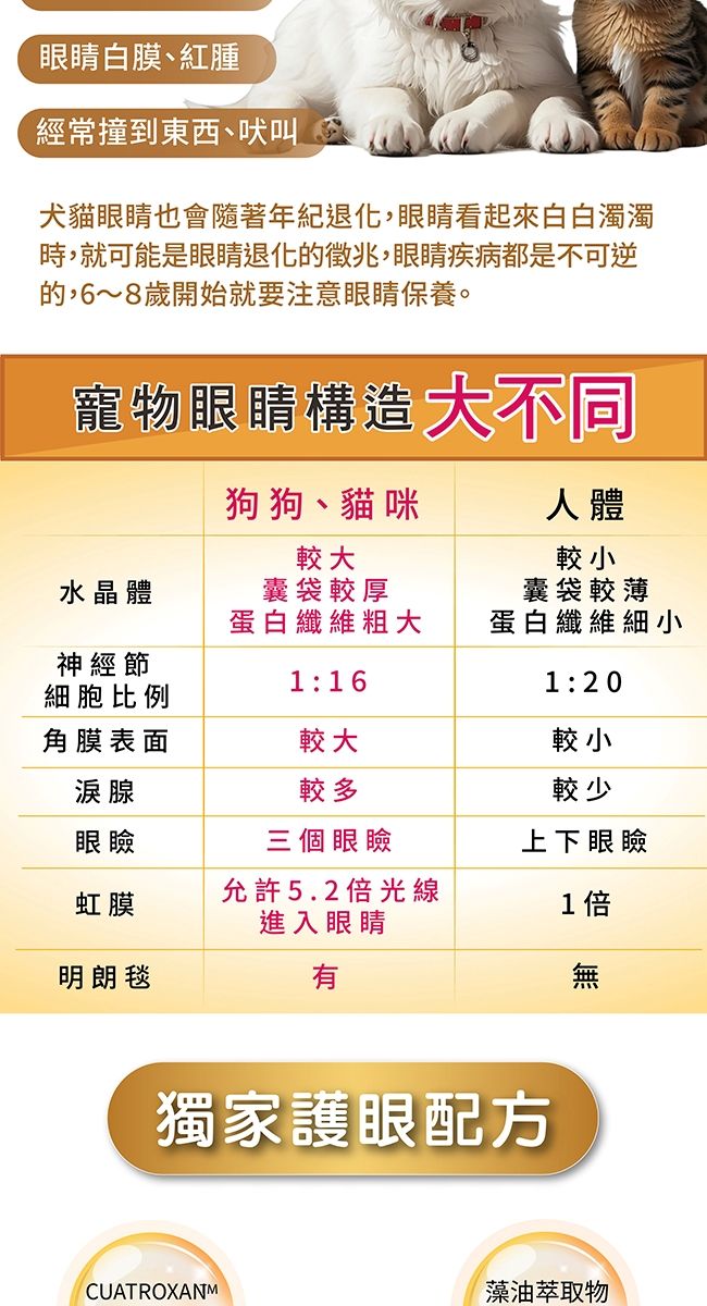 眼睛白膜紅腫經常撞到東西、吠叫犬貓眼睛也會隨著年紀退化,眼睛看起來白白濁濁時,就可能是眼睛退化的徵兆,眼睛疾病都是不可逆的,6~8歲開始就要注意眼睛保養。寵物眼睛構造大不同狗狗、貓咪人體較大較小水晶體囊袋較厚蛋白纖維粗大囊袋較薄蛋白纖維細小神經節細胞比例1:20角膜表面較大較小淚腺眼瞼較多三個眼瞼較少上下眼瞼允許5.2倍光線虹膜1倍進入眼睛明朗毯有獨家護眼配方CUATROXANM藻油萃取物