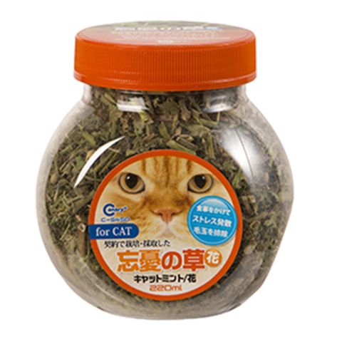 Canary~正午嫩採/貓薄荷草+花苞