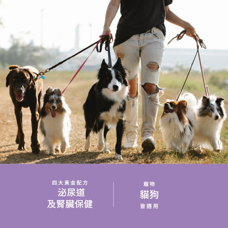 泌尿道四大黃金配方寵物貓狗及腎臟保健皆適用