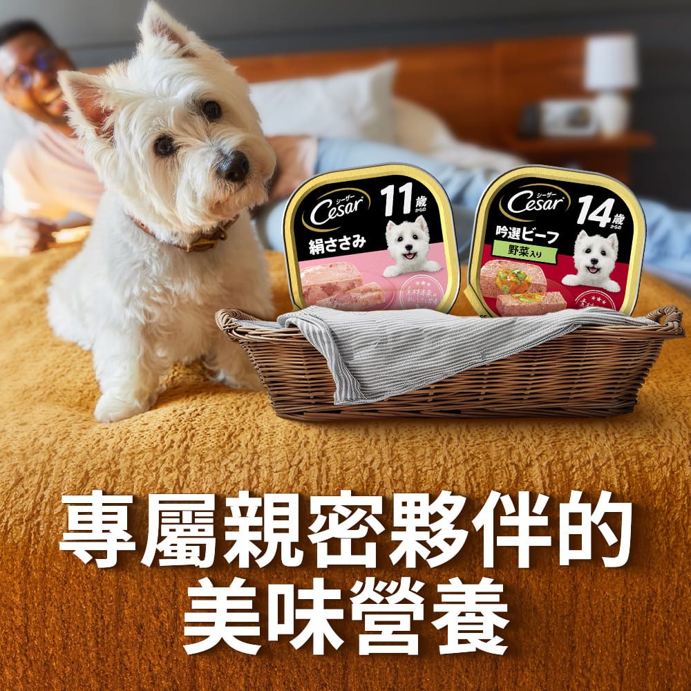 Cesar 西莎 熟齡餐盒 高齡犬 100g*24入 寵物/狗罐頭/狗食