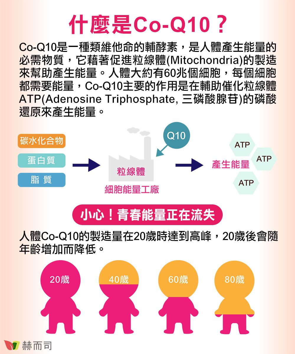 什麼是Co-Q10?Co-Q10是一種類維他命的輔酵素,是人體產生能量的必需物質,它藉著促進粒線體(Mitochondria)的製造來幫助產生能量。人體大約有60兆個細胞,每個細胞都需要能量,Co-Q10主要的作用是在輔助催化粒線體ATP(Adenosine Triphosphate, 三磷酸腺苷)的磷酸還原來產生能量。碳水化合物蛋白質脂質Q10ATPATP產生能量粒線體ATP細胞能量工廠小心!青春能量正在流失人體Co-Q10的製造量在20歲時達到高峰,20歲後會隨年齡增加而降低。赫而司20歲40歲60歲80歲