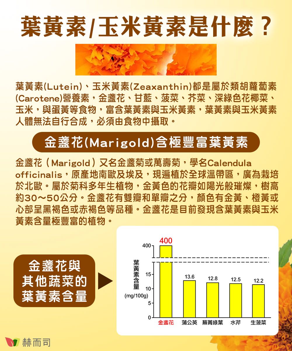 /玉米黃素是什麼?葉黃素(Lutein)、玉米黃素(Zeaxanthin)都是屬於類胡蘿蔔素(Carotene)營養素金盞花、甘藍、菠菜、芥菜、深綠色花椰菜、玉米與蛋黃等食物,富含葉黃素與玉米黃素,葉黃素與玉米黃素人體無法自行合成,必須由食物中攝取。金盞花(Marigold)含極豐富葉黃素金盞花(Marigold)又名金盏菊或萬壽菊,學名Calendulaofficinalis,原產地南歐及埃及,現遍植於全球溫帶區,廣為栽培於北歐。屬於菊科多年生植物,金黃色的花瓣如陽光般璀燦,樹高約30~50公分。金盞花有雙瓣和單瓣之分,顏色有金黃、橙黃或心部呈黑褐色或赤褐色等品種。金盞花是目前發現含葉黃素與玉米黃素極豐富的植物。400400金盞花與其他蔬菜的葉黃素含量15-13.612.812.512.210-葉黃素含量(mg/100g)5-赫而司0金盞花 蒲公英 蕪菁綠葉 水芹生菠菜