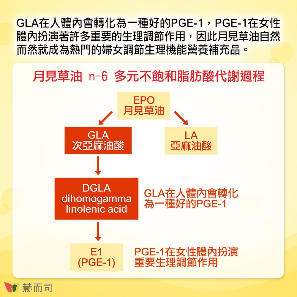 GLA在人體內會轉化為一種好的PGE-1,PGE-1在女性體內扮演著許多重要的生理調節作用,因此月見草油自然而然就成為熱門的婦女調節生理機能營養補充品。月見草油 n-6 多元不飽和脂肪酸代謝過程EPO赫而司月見草油GLALA次亞麻油酸亞麻油酸DGLAdihomogammalinolenic acidGLA在人體內會轉化為一種好的PGE-1E1(PGE-1)PGE-1在女性體內扮演重要生理調節作用