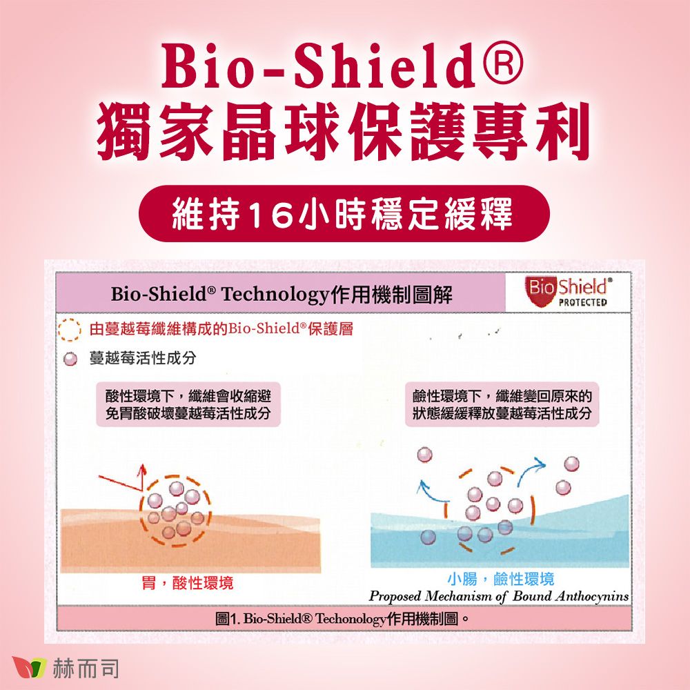 Bio-Shield®獨家晶球保護專利維持16小時穩定緩釋Bio-Shield ® Technology作用機制圖解由蔓越莓纖維構成的Bio-Shield®保護層Bio ShieldPROTECTED蔓越莓活性成分酸性環境下,纖維會收縮避免胃酸破壞蔓越莓活性成分鹼性環境下,纖維變回原來的狀態緩緩釋放蔓越莓活性成分赫而司胃,酸性環境小腸,鹼性環境Proposed Mechanism of Bound Anthocynins圖1. Bio-Shield® Techonology作用機制圖