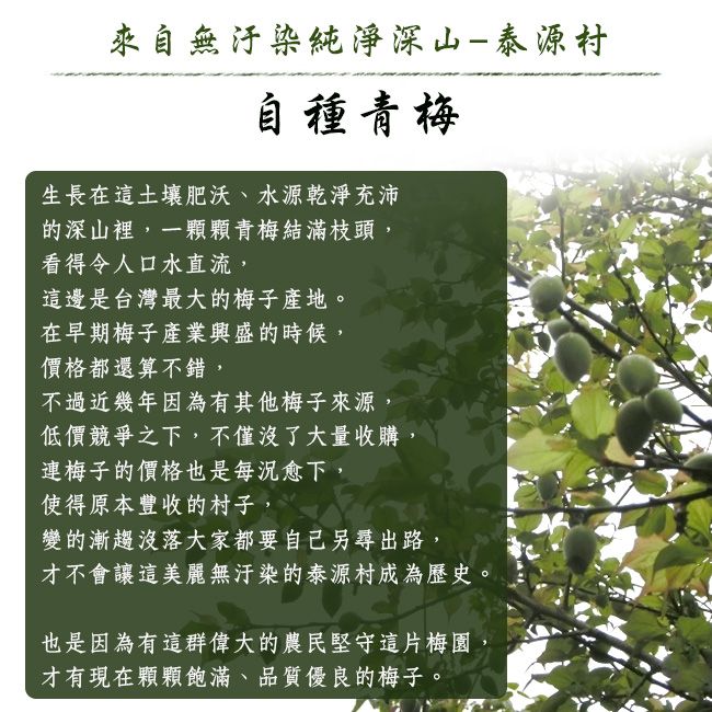 來自無汙染純淨深山-泰源村自種青梅生長在這土壤肥沃、水源乾淨充沛的深山裡,一顆顆青梅結滿枝頭,看得令人口水直流,這邊是台灣最大的梅子產地。在早期梅子產業興盛的時候,價格都還算不錯,不過近幾年因為有其他梅子來源,低價競爭之下,不僅沒了大量收購,梅子的價格也是每況愈下,使得原本豐收的村子,變的漸趨沒落大家都要自己另尋出路,才不會讓這美麗無汙染的泰源村成為歷史也是因為有這群偉大的農民堅守這片梅園才有現在顆顆飽滿、品質優良的梅子。