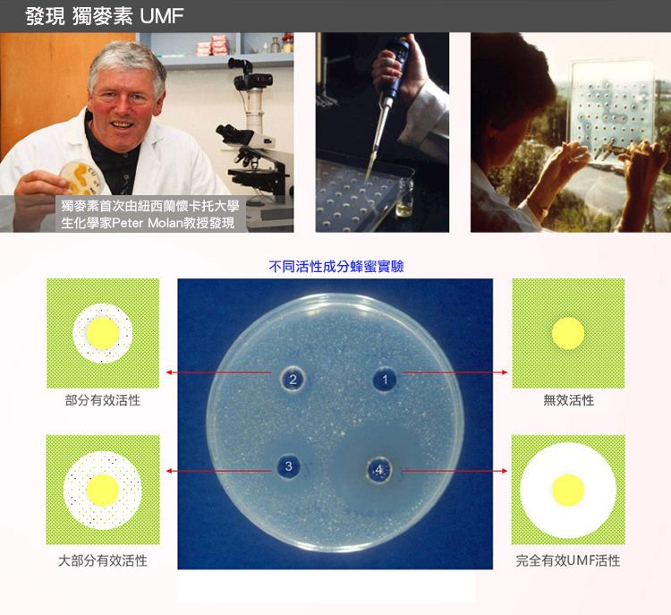 發現 獨麥素 UMF獨麥素首次由紐西蘭懷卡托大學生化學家Peter Molan教授發現不同活性成分蜂蜜實驗2部分有效活性大部分有效活性3無效活性完全有效UMF活性