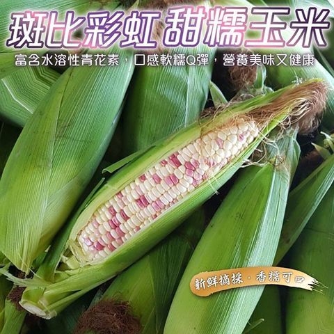 【果農直配】斑比彩虹甜糯玉米(8支入/約5斤)