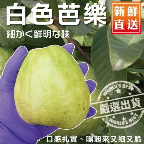 WANG蔬果 套網燕巢牛奶珍珠芭樂(10斤10%)