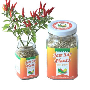 Light-plus 迎光生技 【迎光】Jam Jar Plants小植栽-五彩辣椒