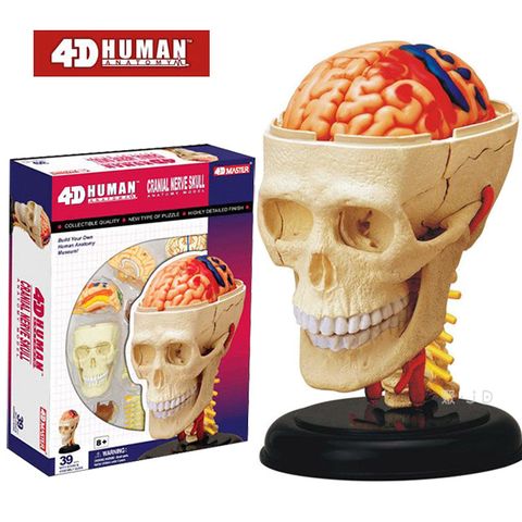 《4D MASTER》人體解剖教學模型系列 - 頭顱 26053
