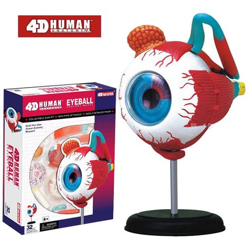 《4D MASTER》人體解剖教學模型系列 - 眼球 626006