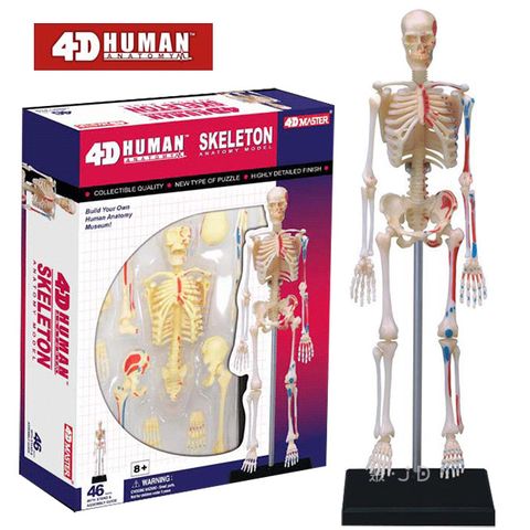 《4D MASTER》人體解剖教學模型系列 - 骨架 626011