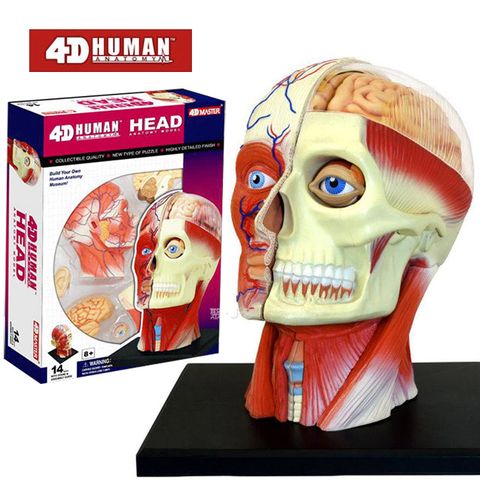 《4D MASTER》人體解剖教學模型系列 - 頭頸 26064