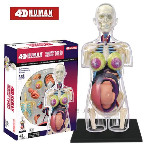 《4D MASTER》人體解剖教學模型系列 - 懷孕(半身) 26069
