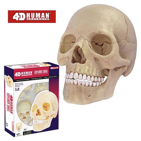 《4D MASTER》人體解剖教學模型系列 - 頭骨 26086
