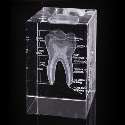 賽先生科學工廠 透視牙齒水晶紙鎮