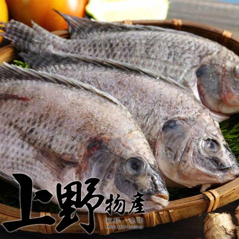 【上野物產】嚴選台灣鯛魚 x8隻(250g土10%/隻)(下單就送冰淇淋麻糬，兩張訂單送5片防塵口罩)