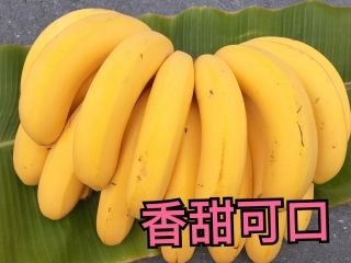 水果達人 旗山超Q香蕉禮盒5斤