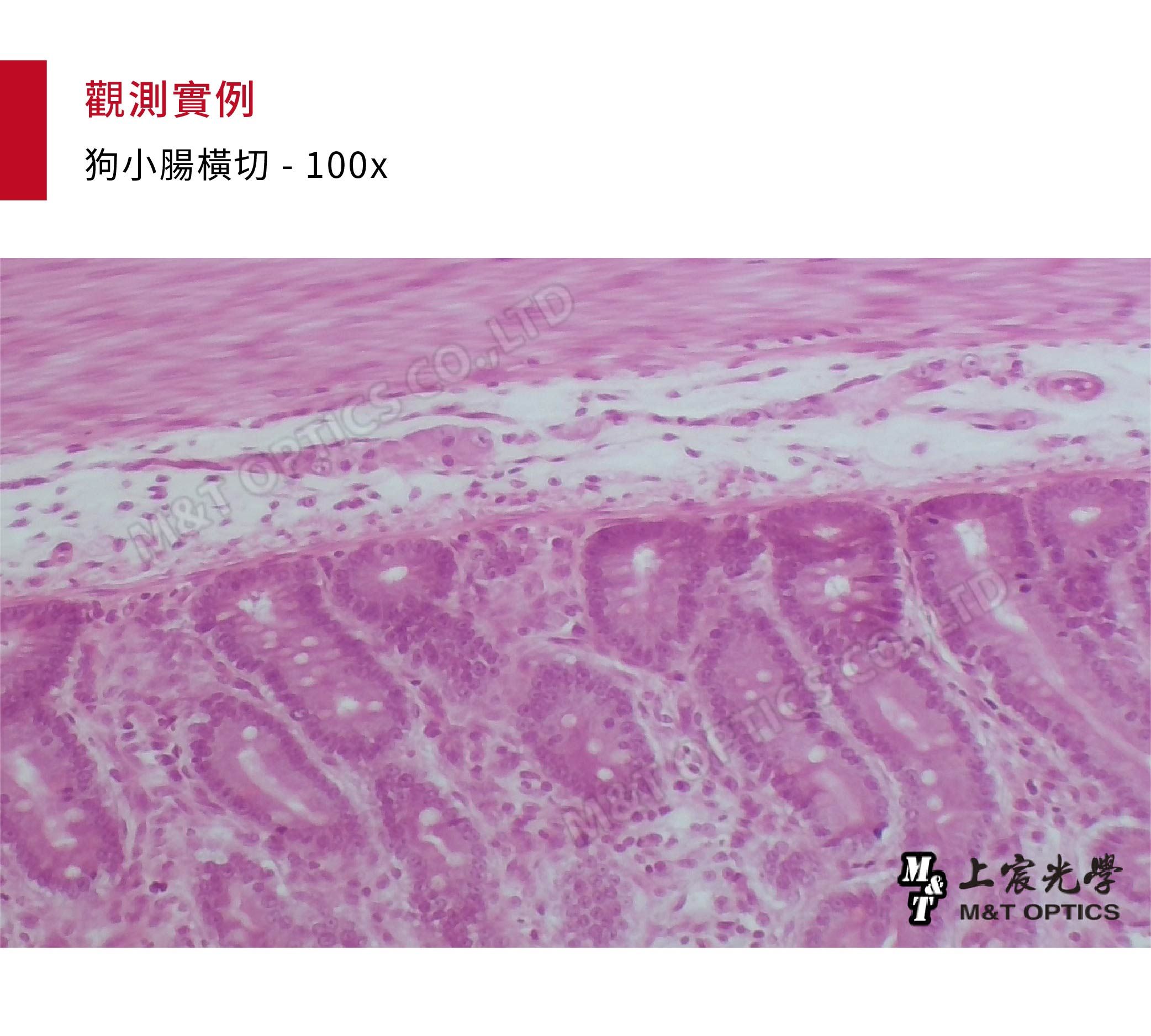 觀測實例狗小腸  100x  COLTDM上宸光學M&T OPTICS